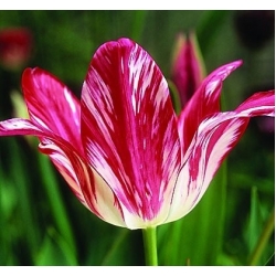 Tulip Zomerschoon (old tulip 1620)